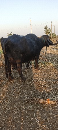 थंबनेल 2