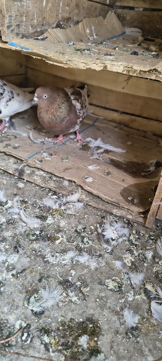 थंबनेल 3