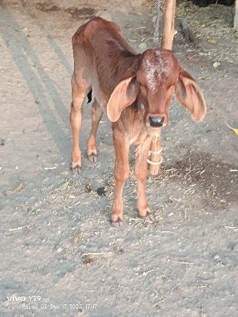 ગાય વેચવાની છે