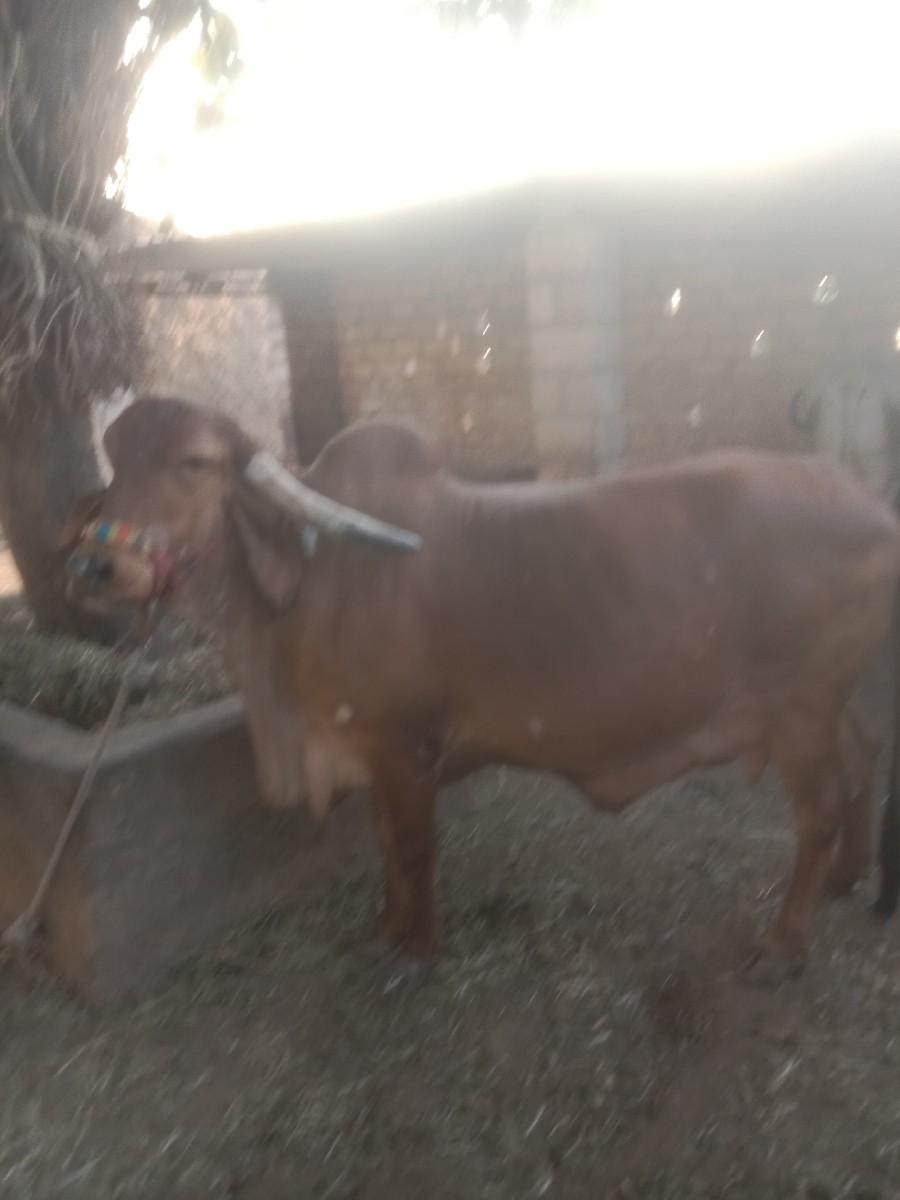 ગાય વેચવાની છે