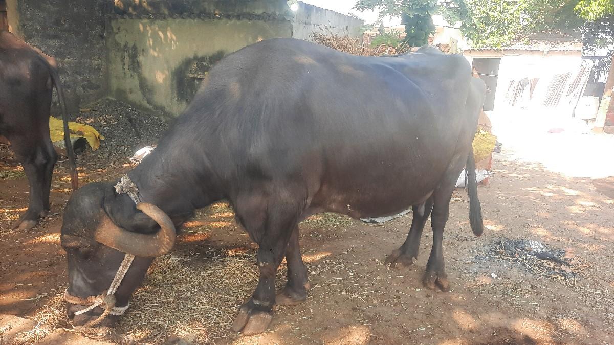 2 ભેસ વેચવા નો છે