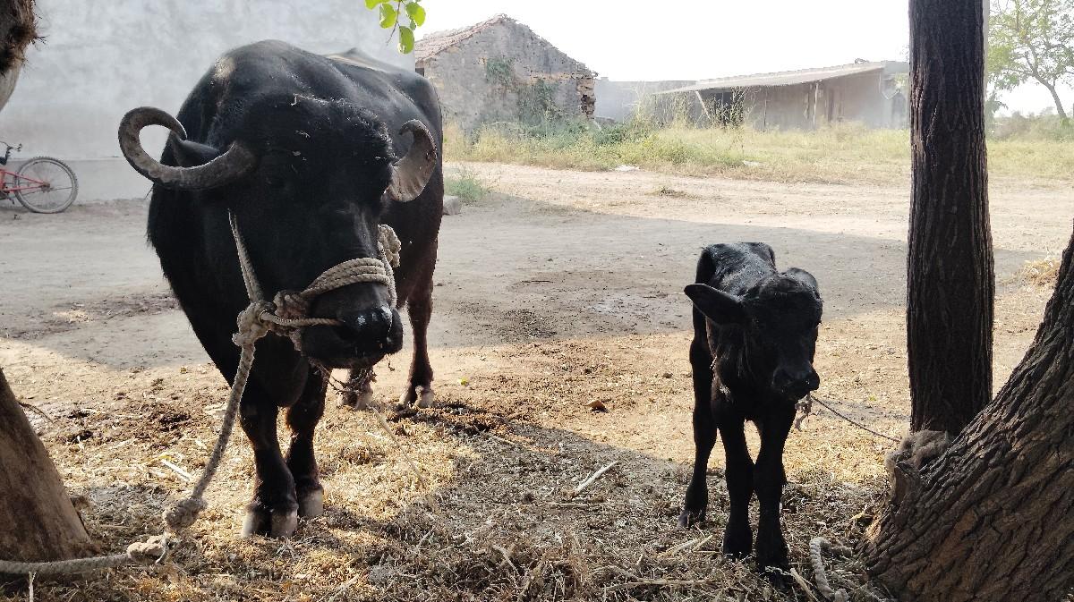 ભેંસ વેચવાની છે