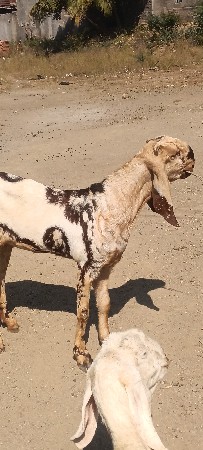bakri