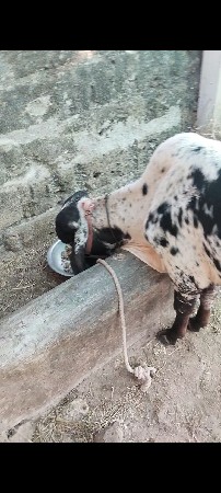 કાબરી વાછડી વેચવાની છે