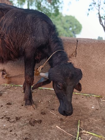 થંબનેલ 3