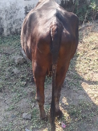 ગાય. વેચવાની છે