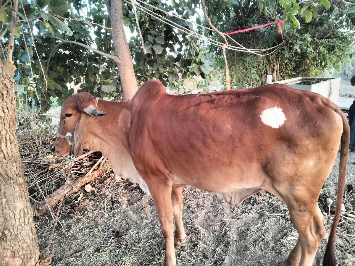 થંબનેલ 3