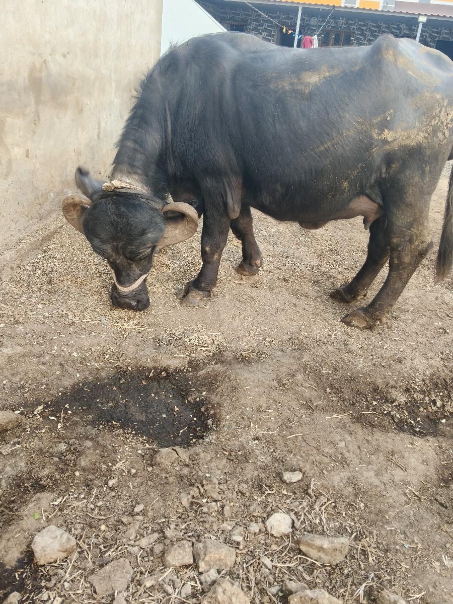 થંબનેલ 3