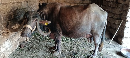 થંબનેલ 3