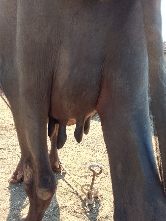 ભેંસ વેચવાની છે