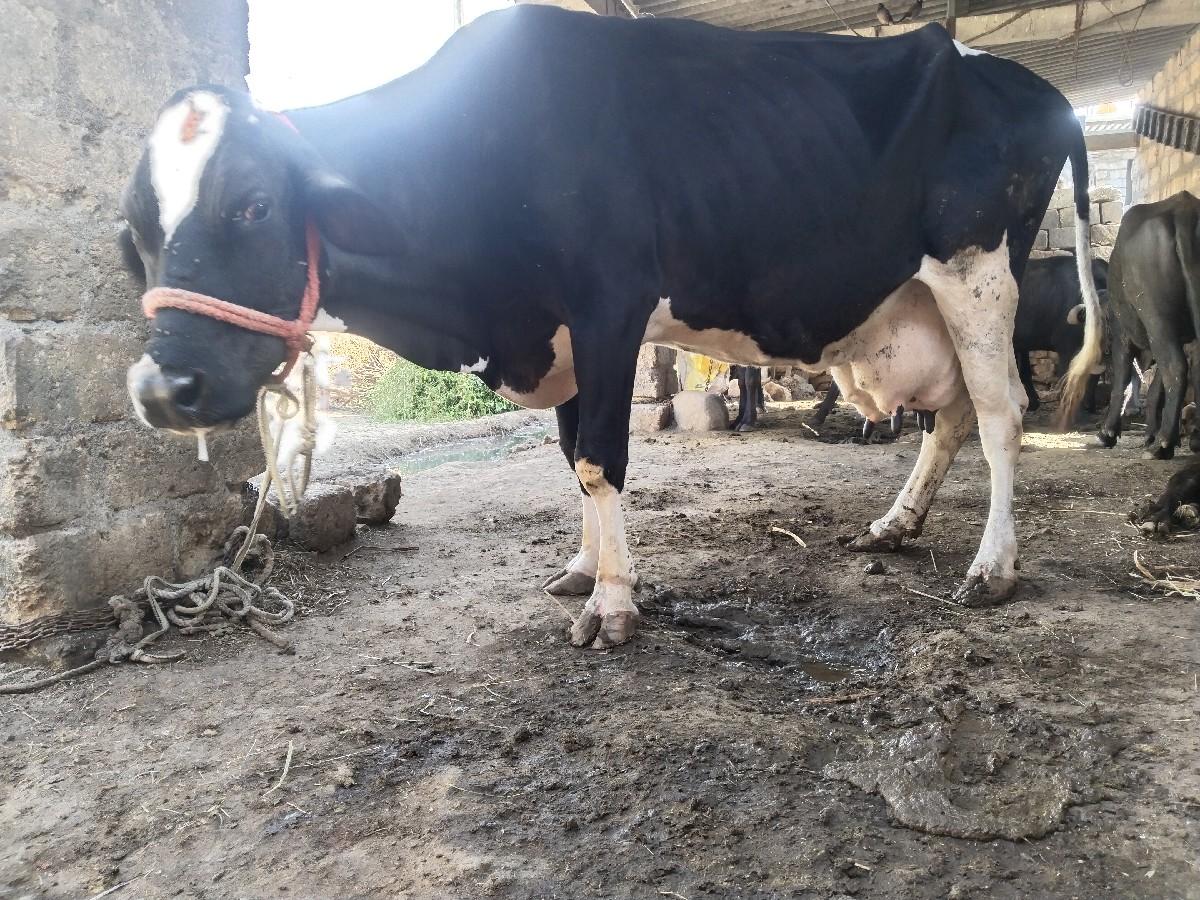 थंबनेल 3