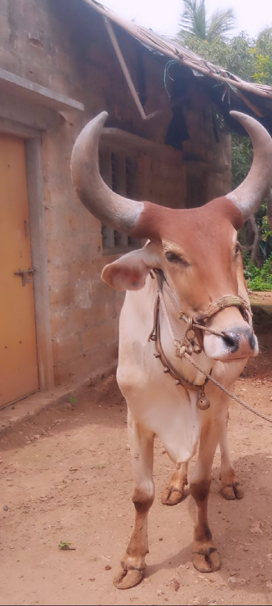 થંબનેલ 3