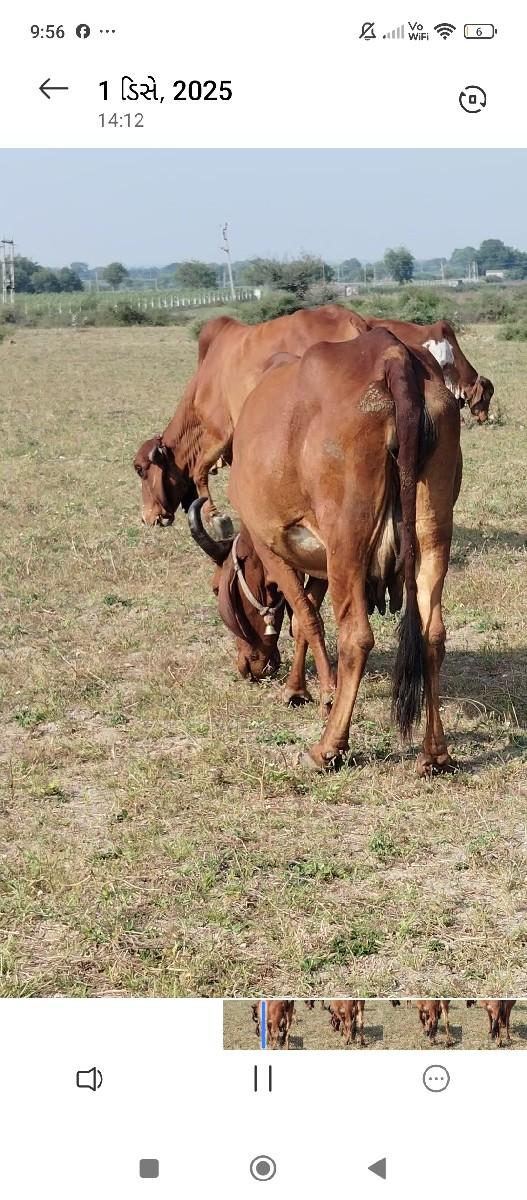 થંબનેલ 3