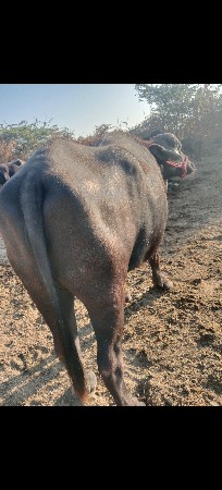 થંબનેલ 3