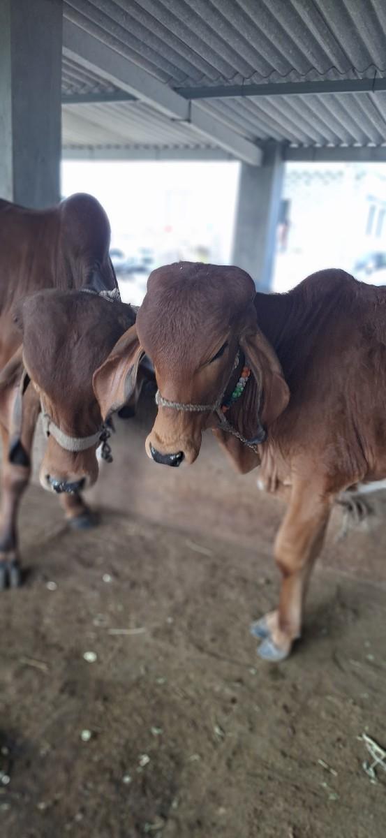 थंबनेल 3