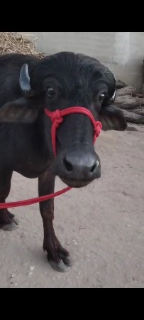 थंबनेल 3