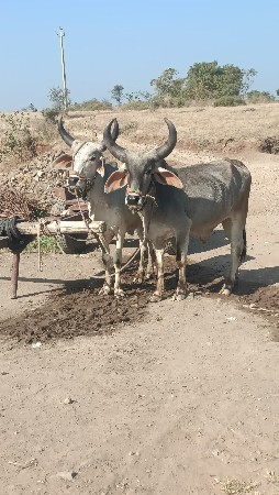 થંબનેલ 3