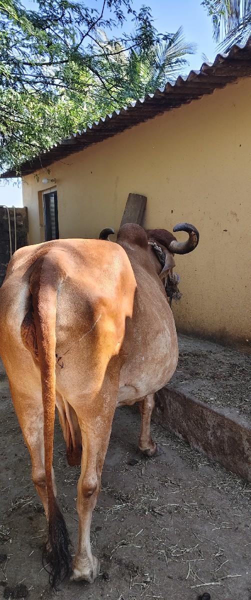 થંબનેલ 3