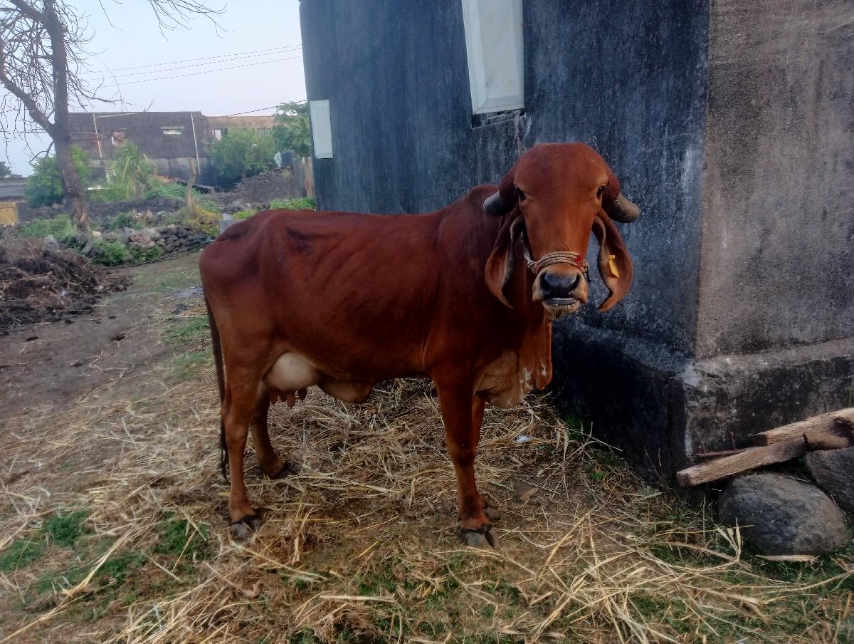 થંબનેલ 2