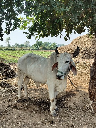 લેવા નો છે