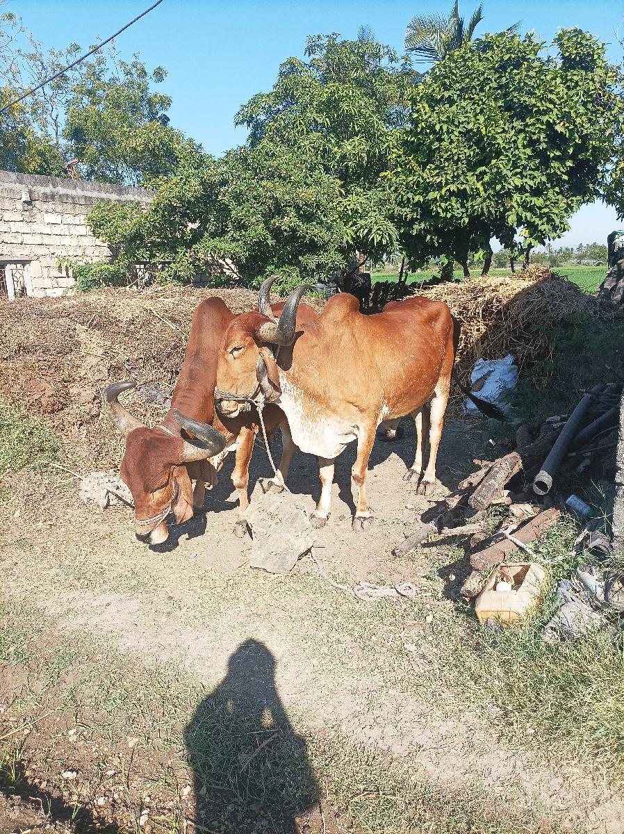 थंबनेल 2