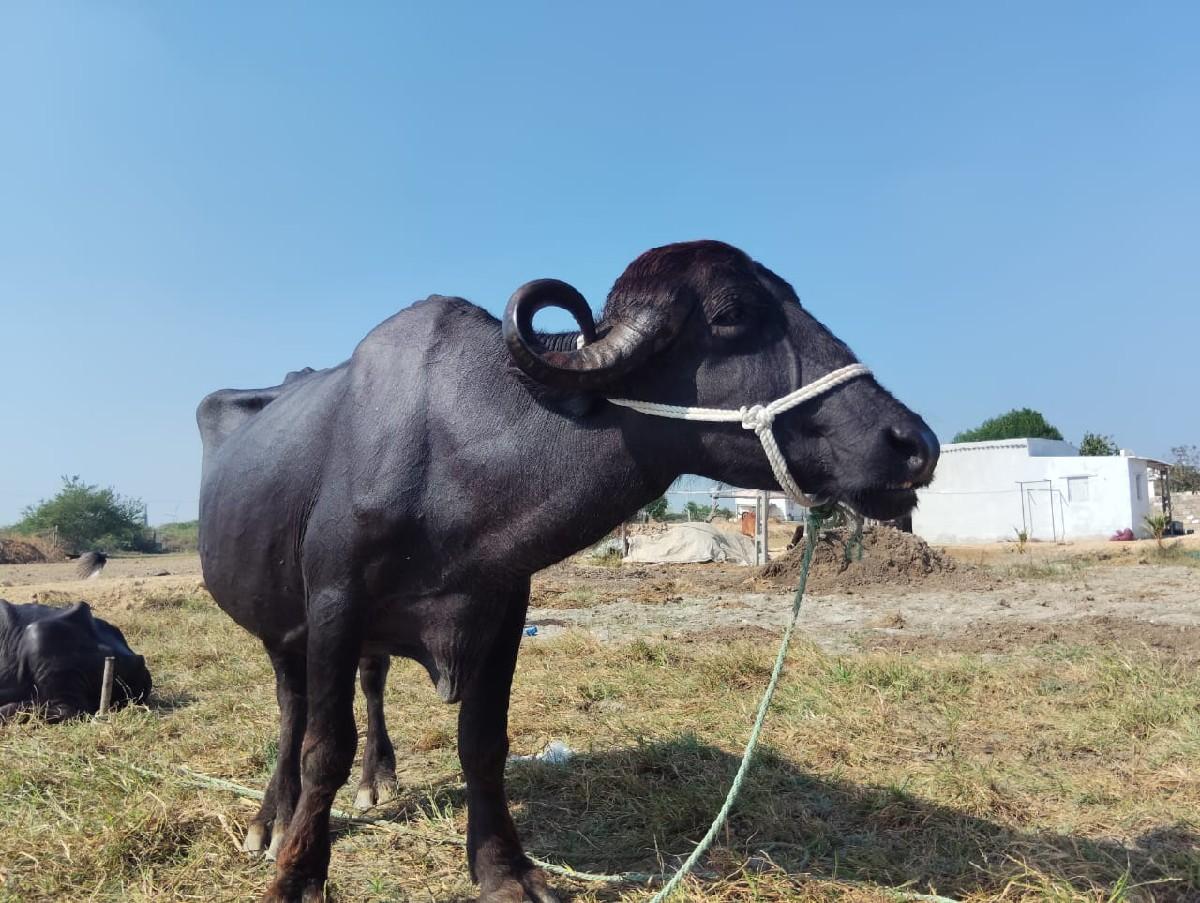 થંબનેલ 3