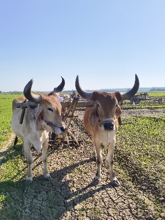 બળદ વેચવાના છે