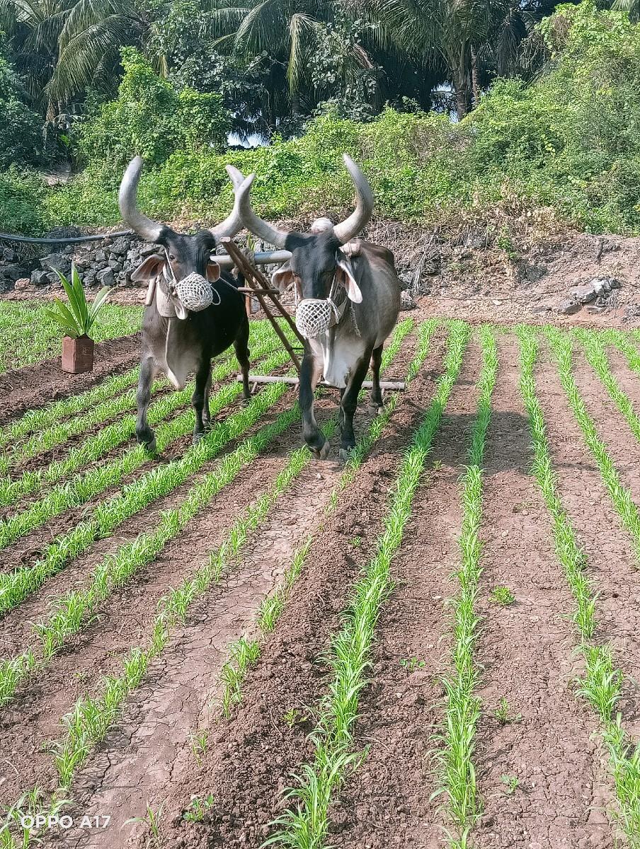 બળદ વેચવા ના છે