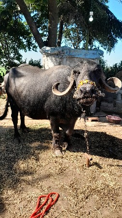 ભેસ વેચવાની છે