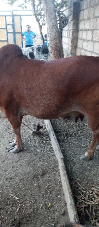 ગાય વેચવાની છે