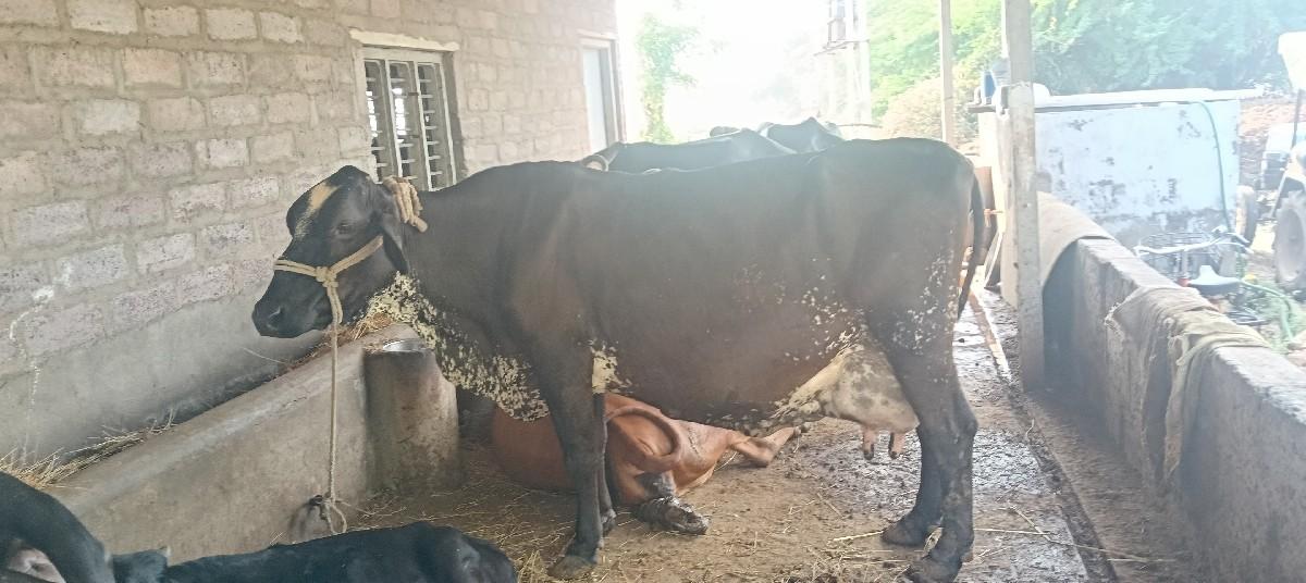 થંબનેલ 3