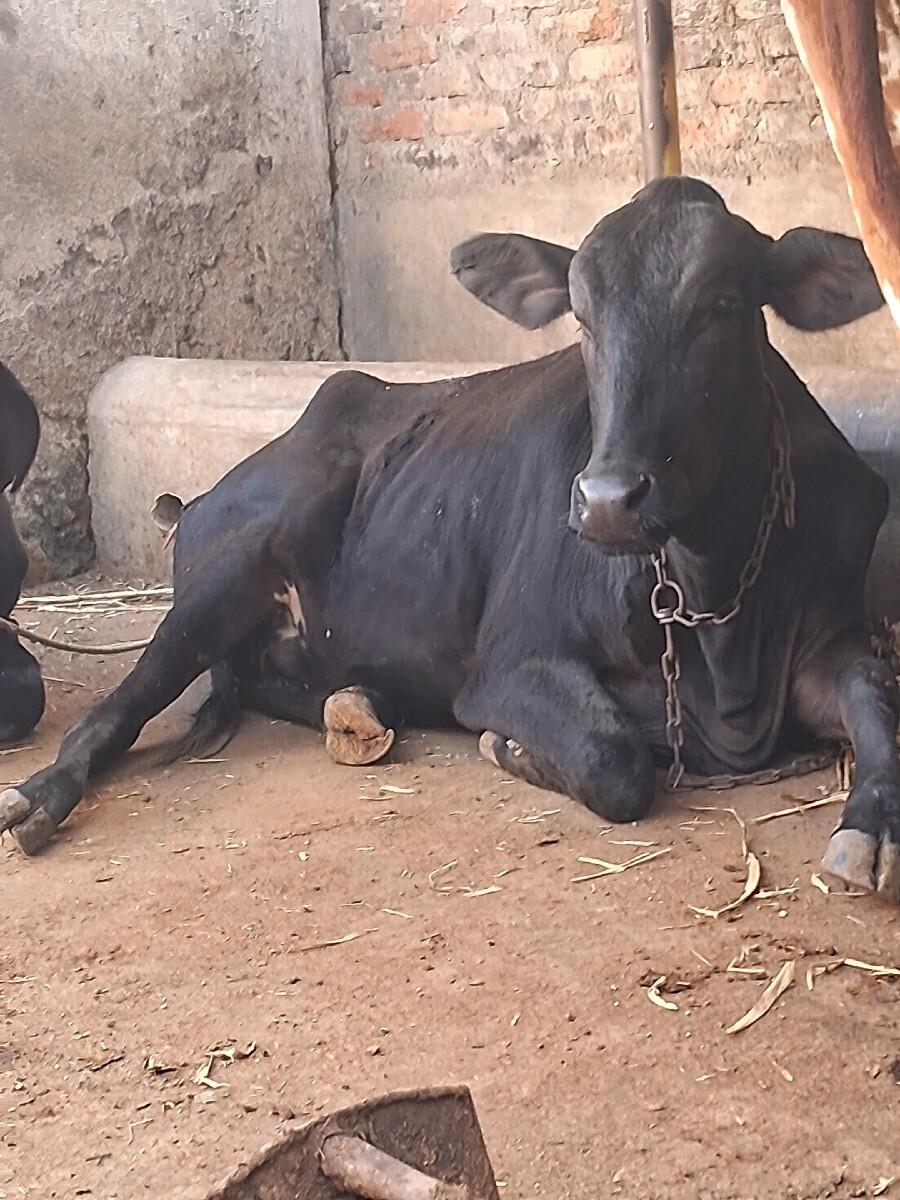 થંબનેલ 3