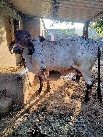 थंबनेल 2