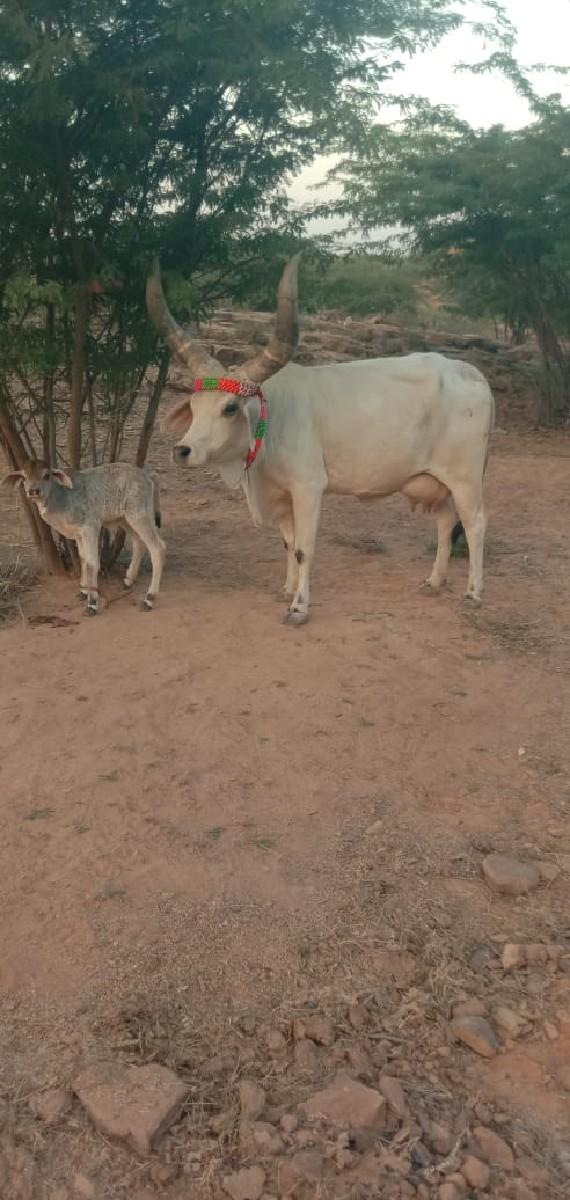 કાકરેજ ગાય વેચવાની છે