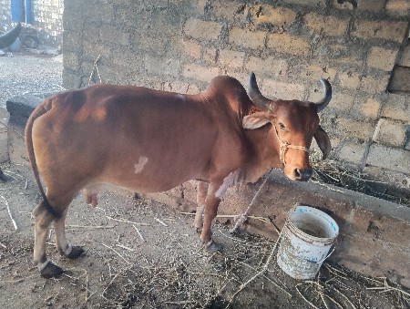 ગાય .વેચવાની.છે