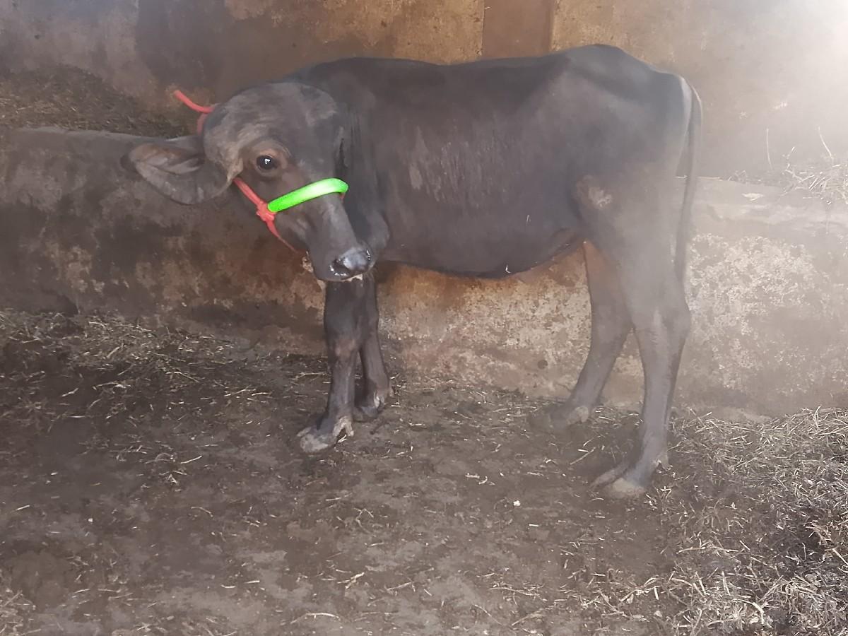 પાડો ને પાડી વેચવાના છે