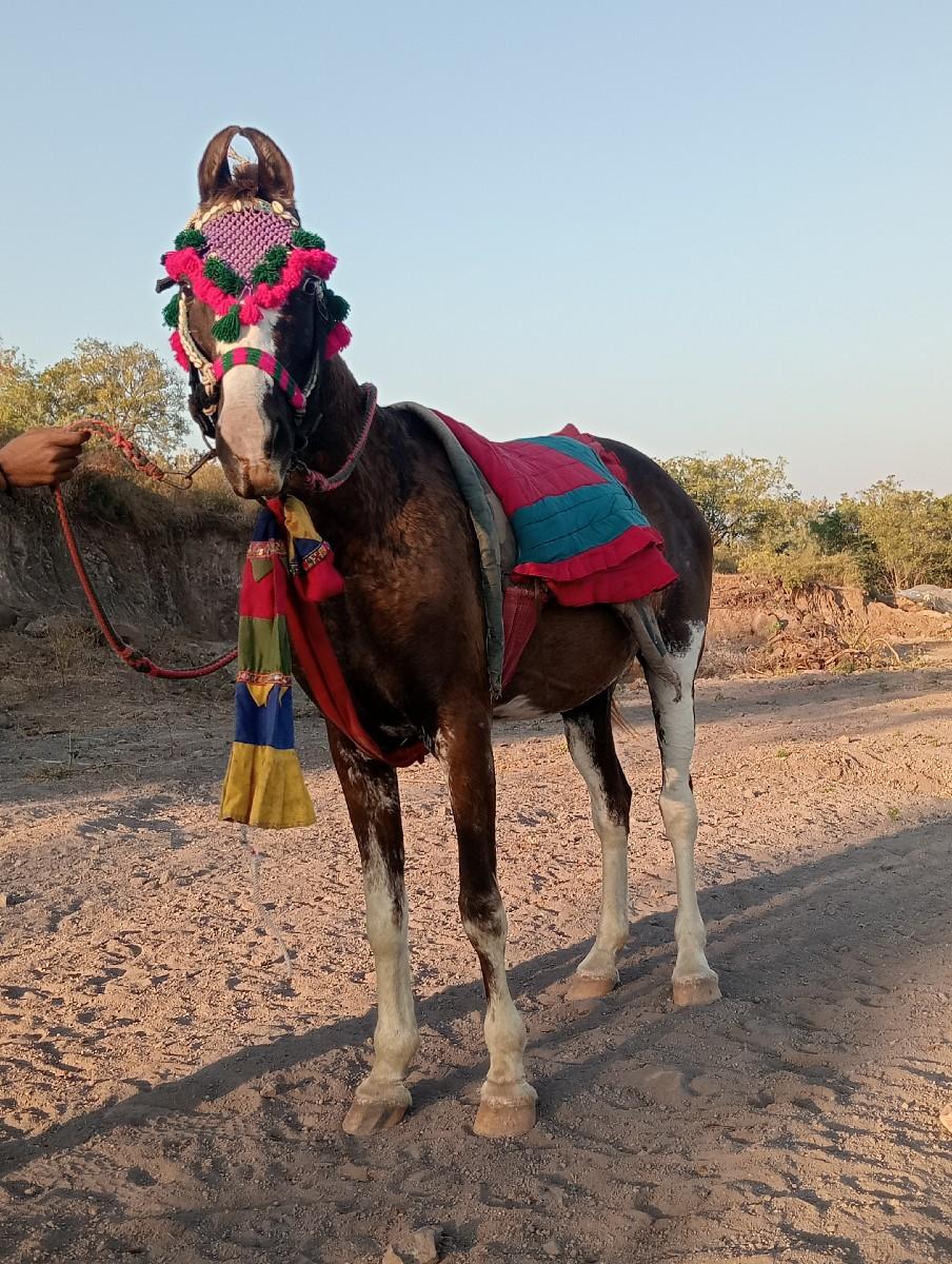 ધોડી નુ સાટુ કરવાનુ છે