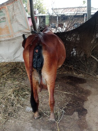 ગીર ગાય વેચવાની છે