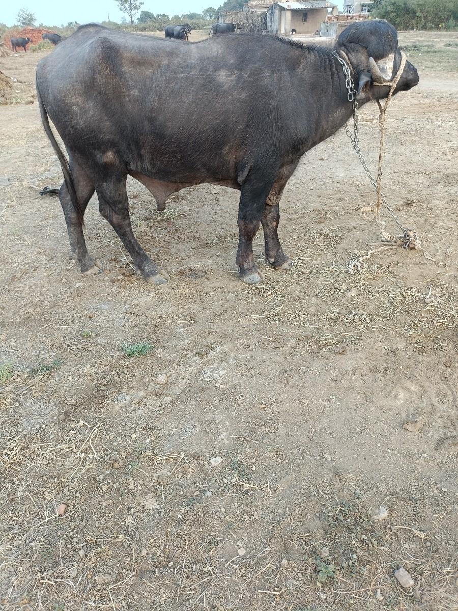 પાડો વેચવાનૂછે