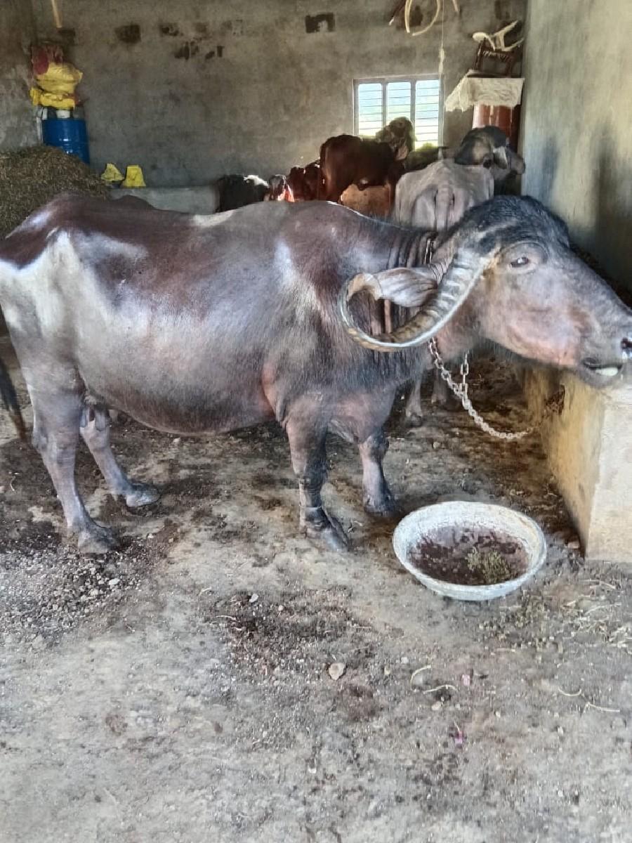 ભેંસ વેચવાની છે