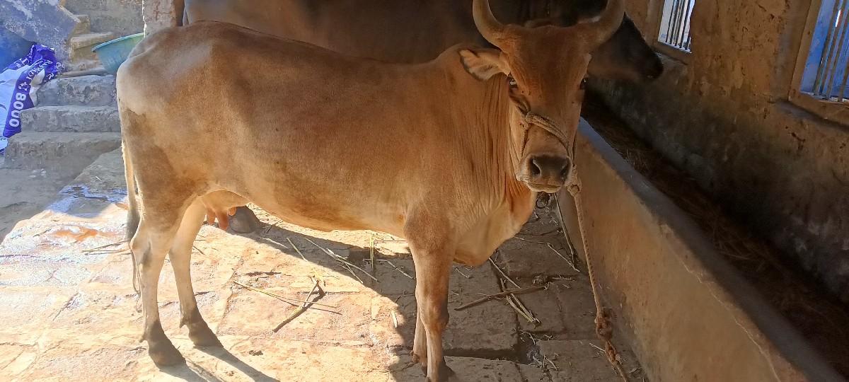 ગાય વેચવાની છે