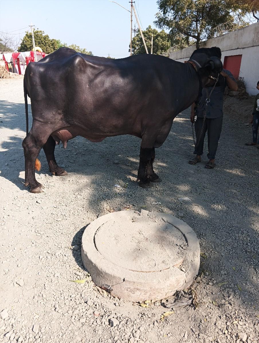 થંબનેલ 2