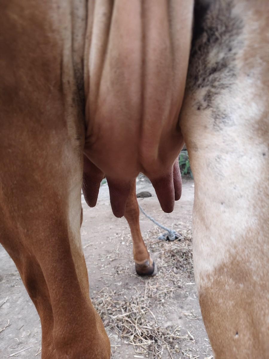 ગીર ગાય વેચવાની છે