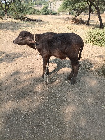 थंबनेल 2