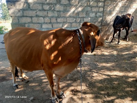 थंबनेल 3