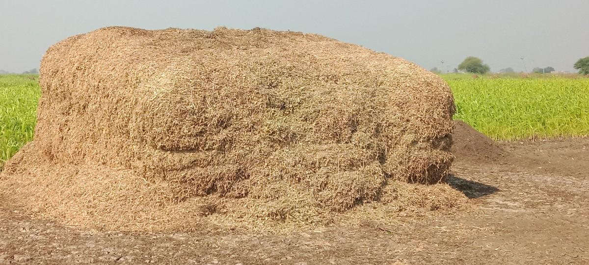 પાલો વેચવાનો છે