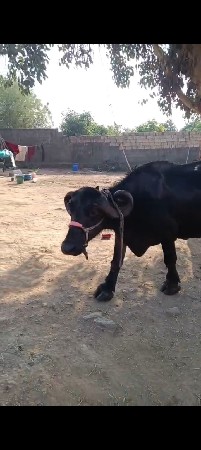 ભેસ વેસવાની છે