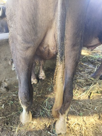 પાડી નું હાટુ પાડા હામુ કરવા નુ