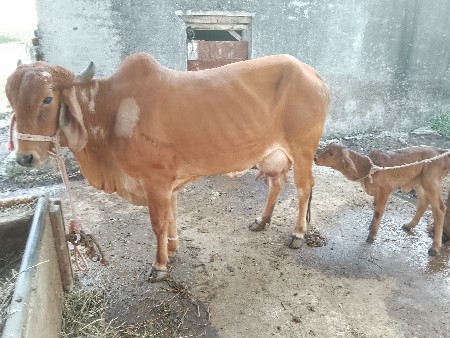 થંબનેલ 3