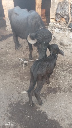 ભેંસ વેચવાની છે